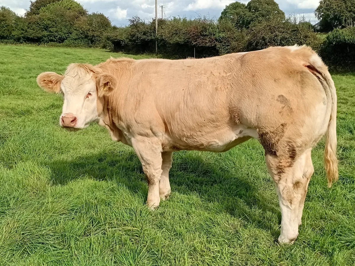 Heifer - Image 4