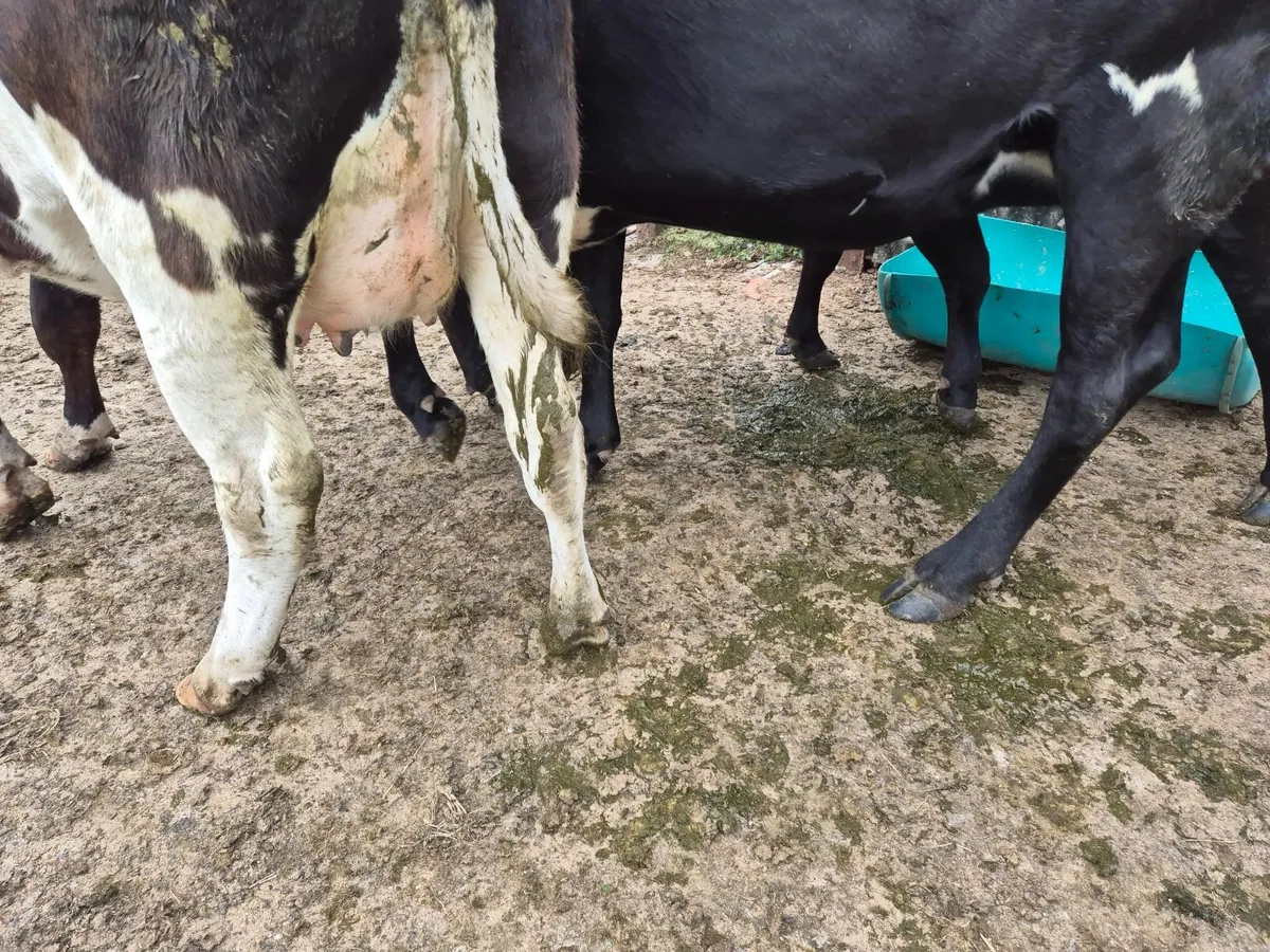 Dairy cattle - Image 4