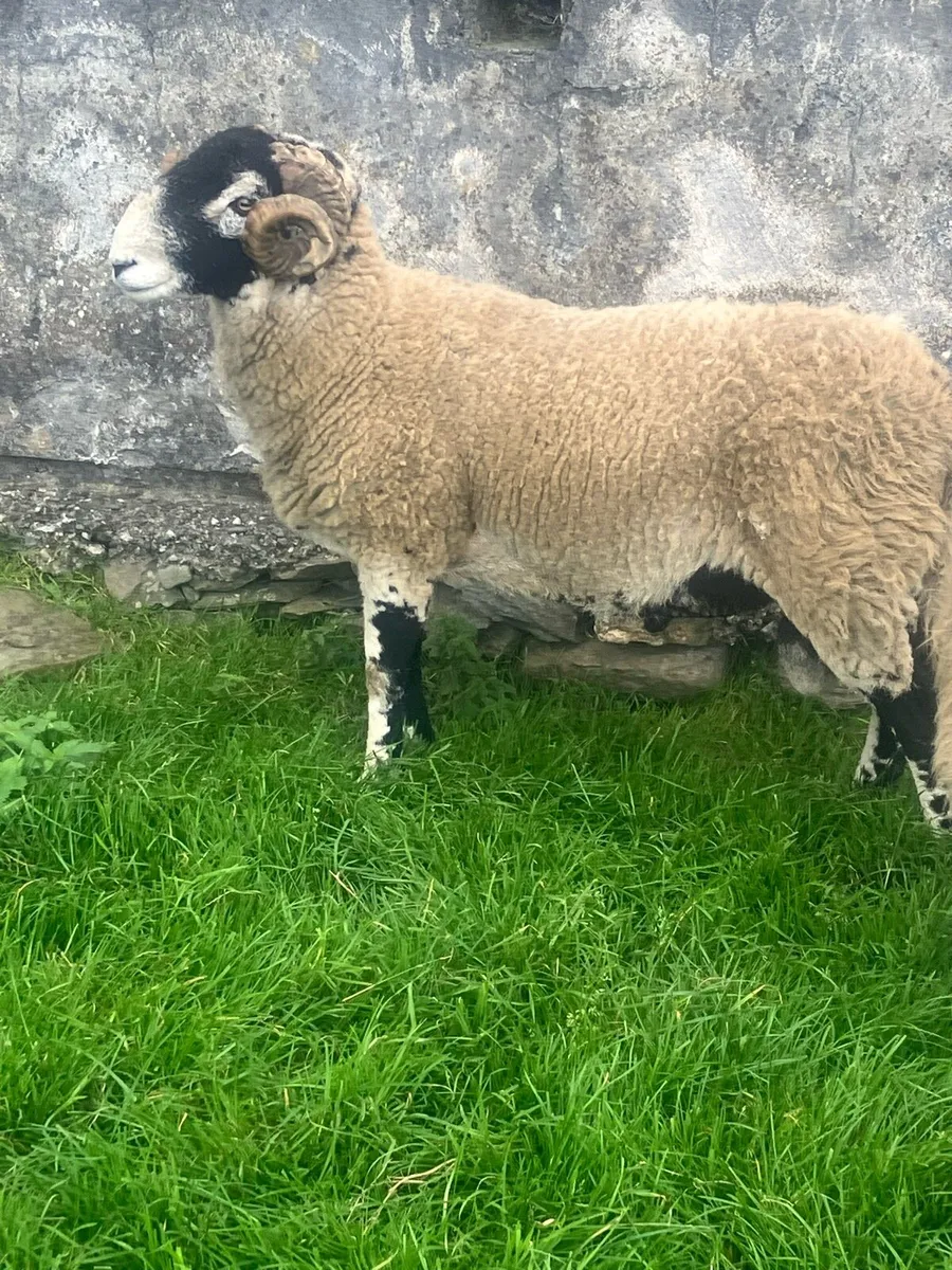 Swaledale SIS Hogget - Image 1