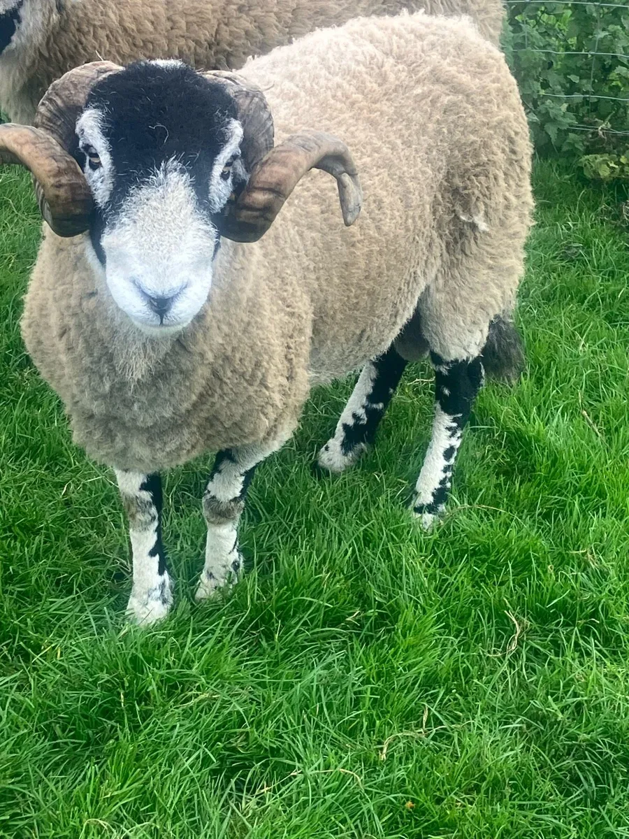 Swaledale SIS Hogget - Image 2