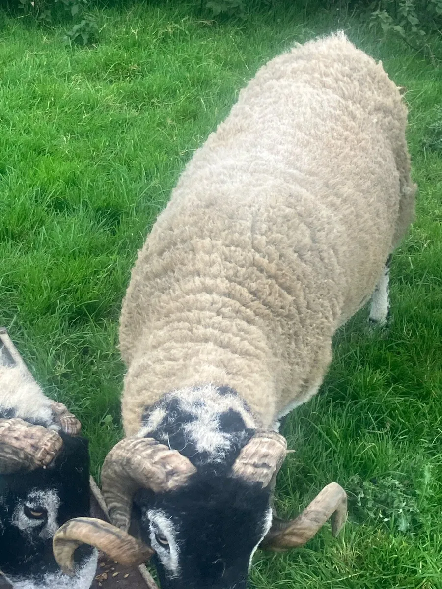 Swaledale SIS Hogget - Image 3