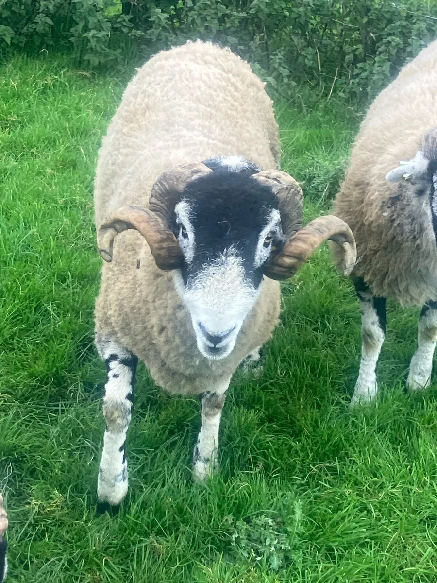 Swaledale SIS Hogget - Image 4