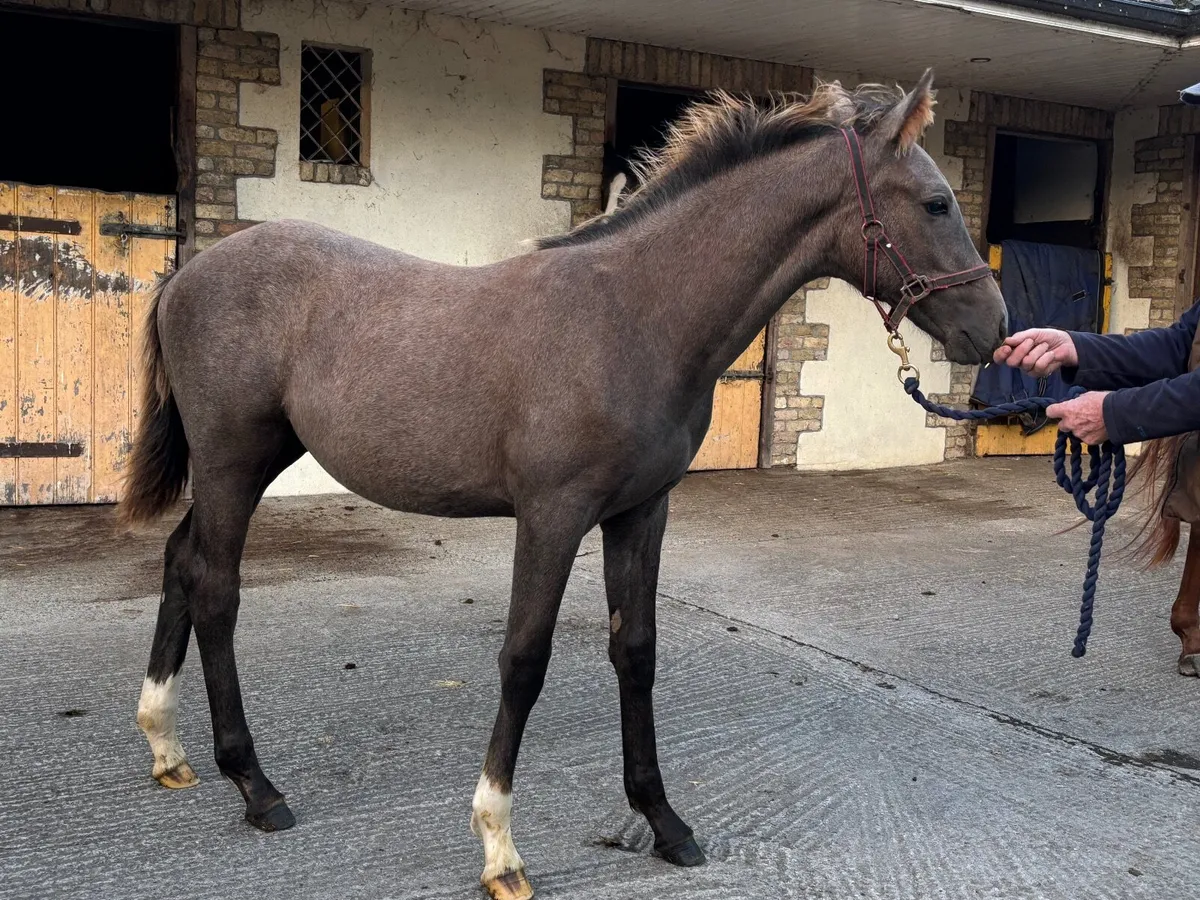 TB x Connemara foal - Image 3