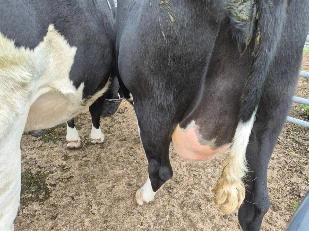 Dairy cattle - Image 2