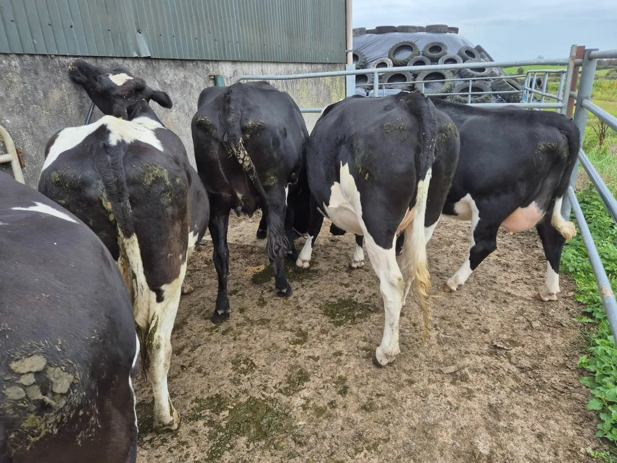 Dairy cattle - Image 3