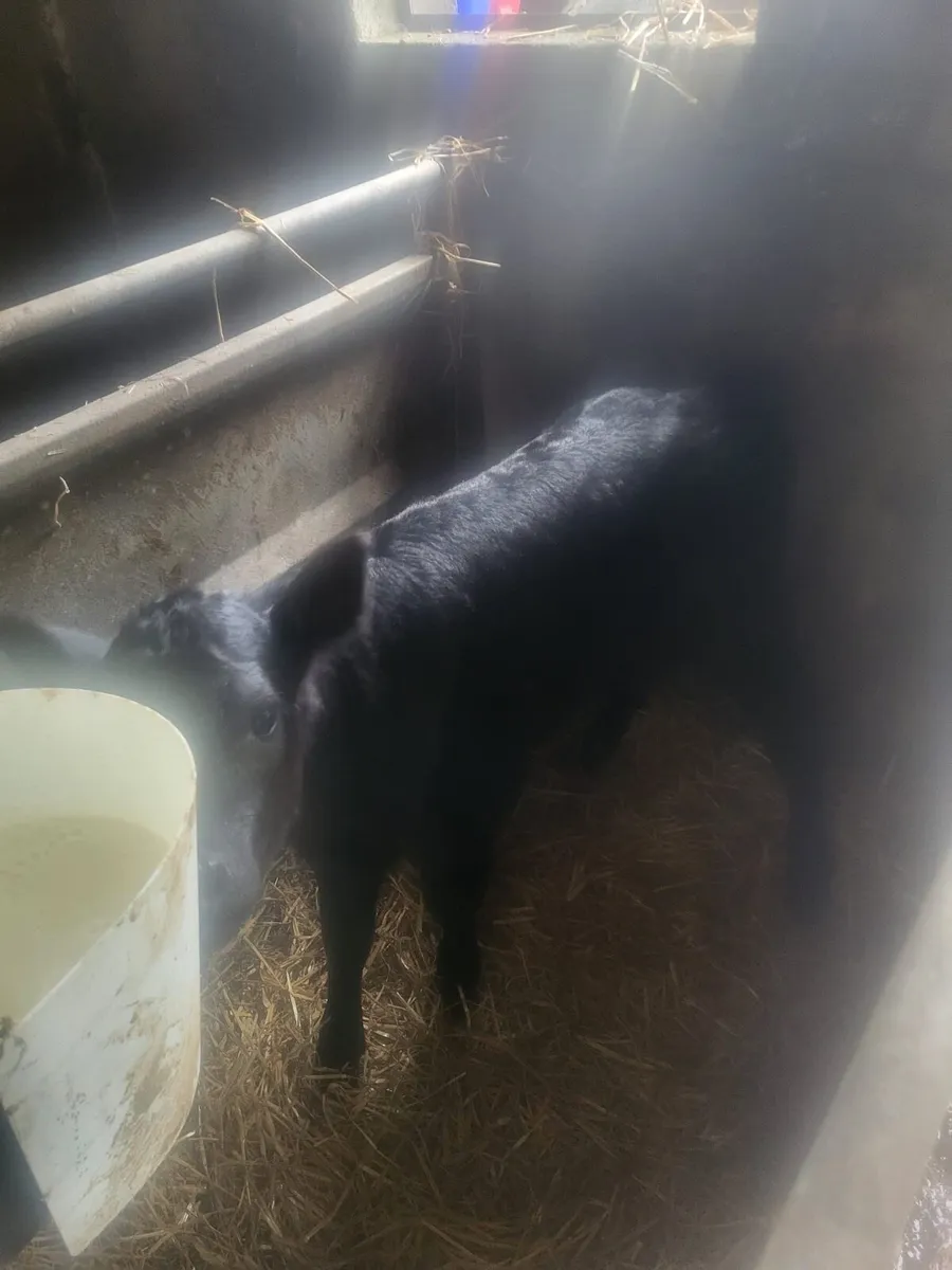 AAX bull calf 1week old Bailieborough - Image 1