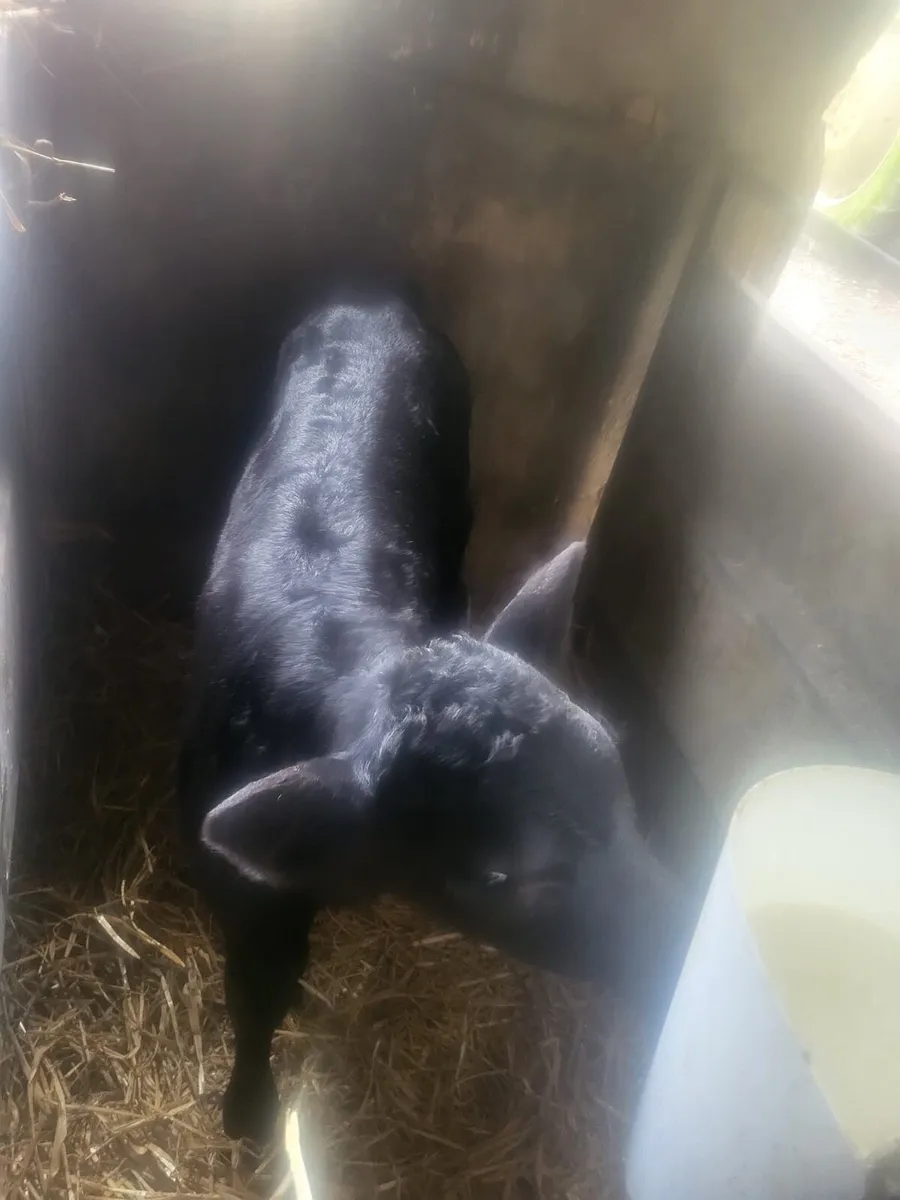 AAX bull calf 1week old Bailieborough - Image 2