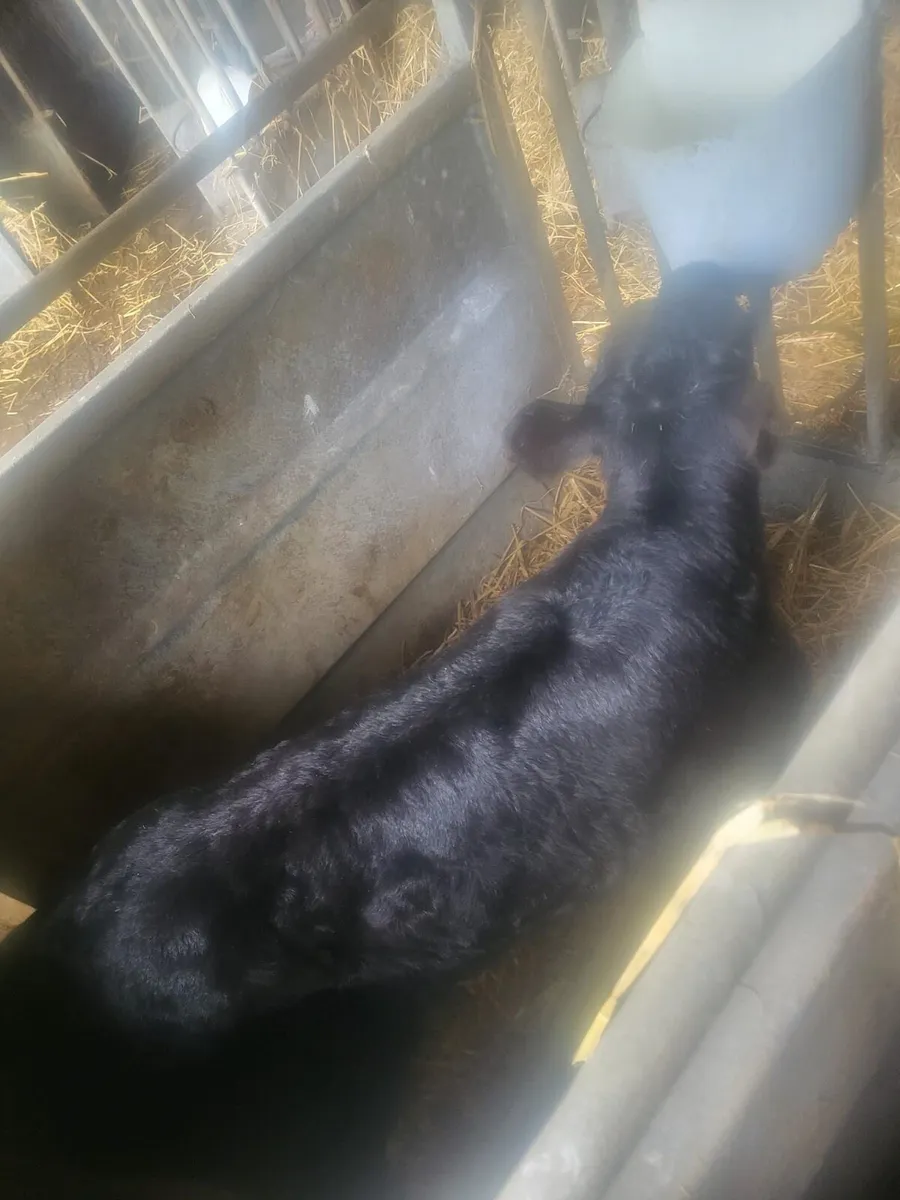 AAX bull calf 1week old Bailieborough - Image 3