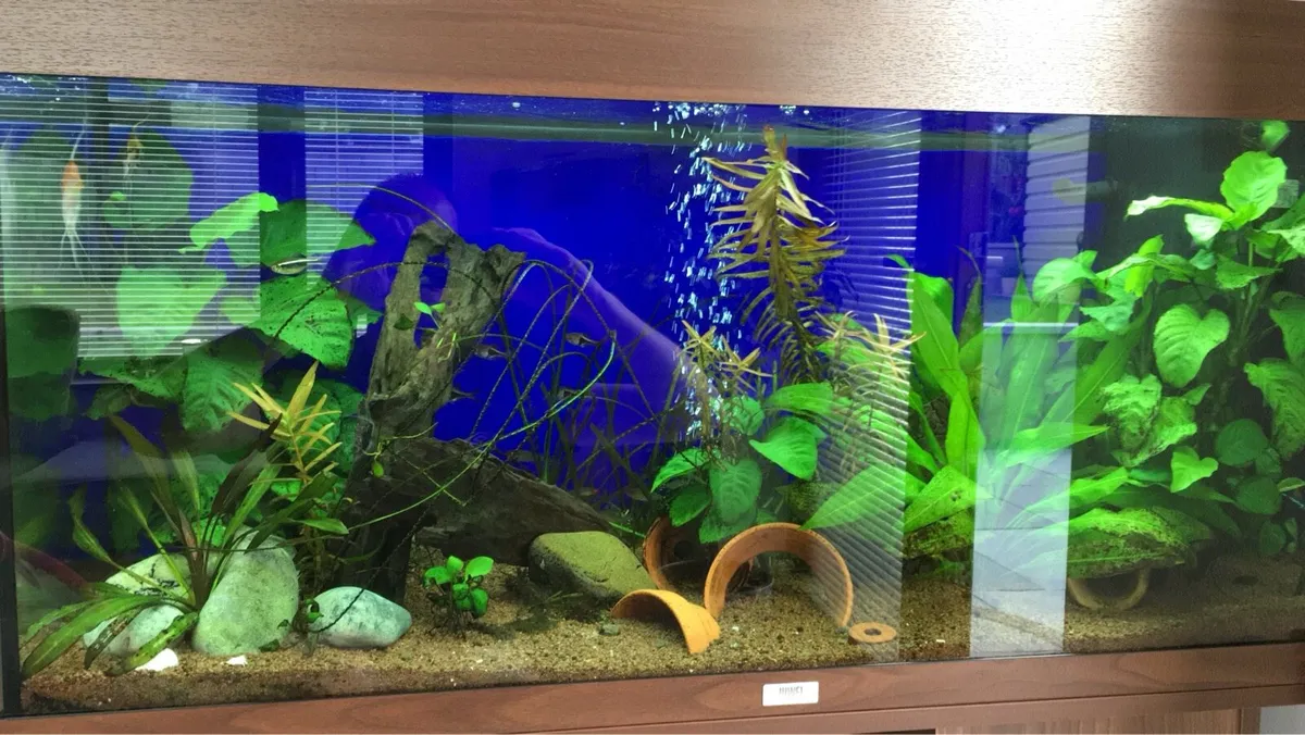 Juwel 180l fish tank - Image 4