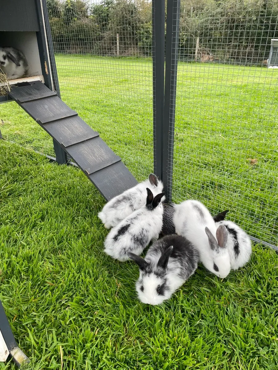 Rabbits - Image 2