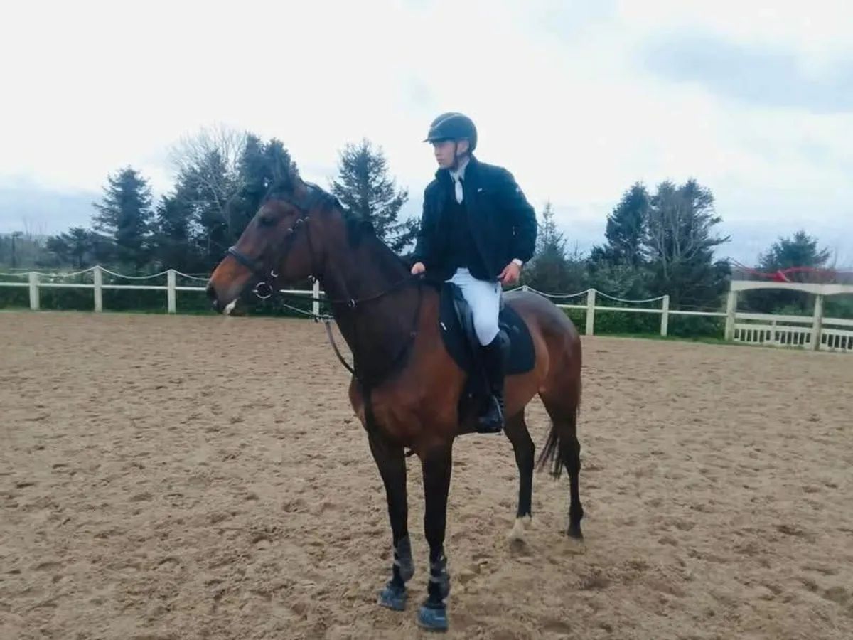 Horse - Image 1