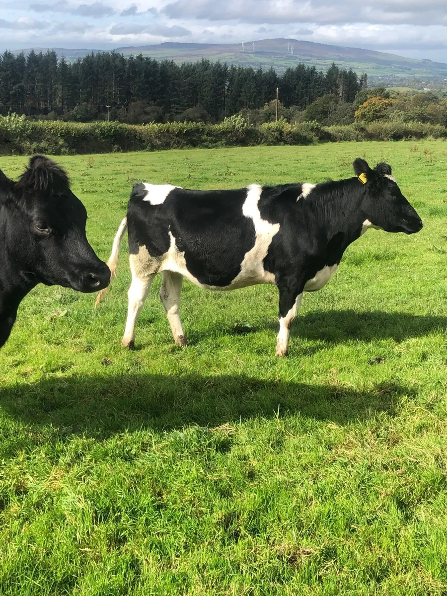 Crossbred heifers - Image 1