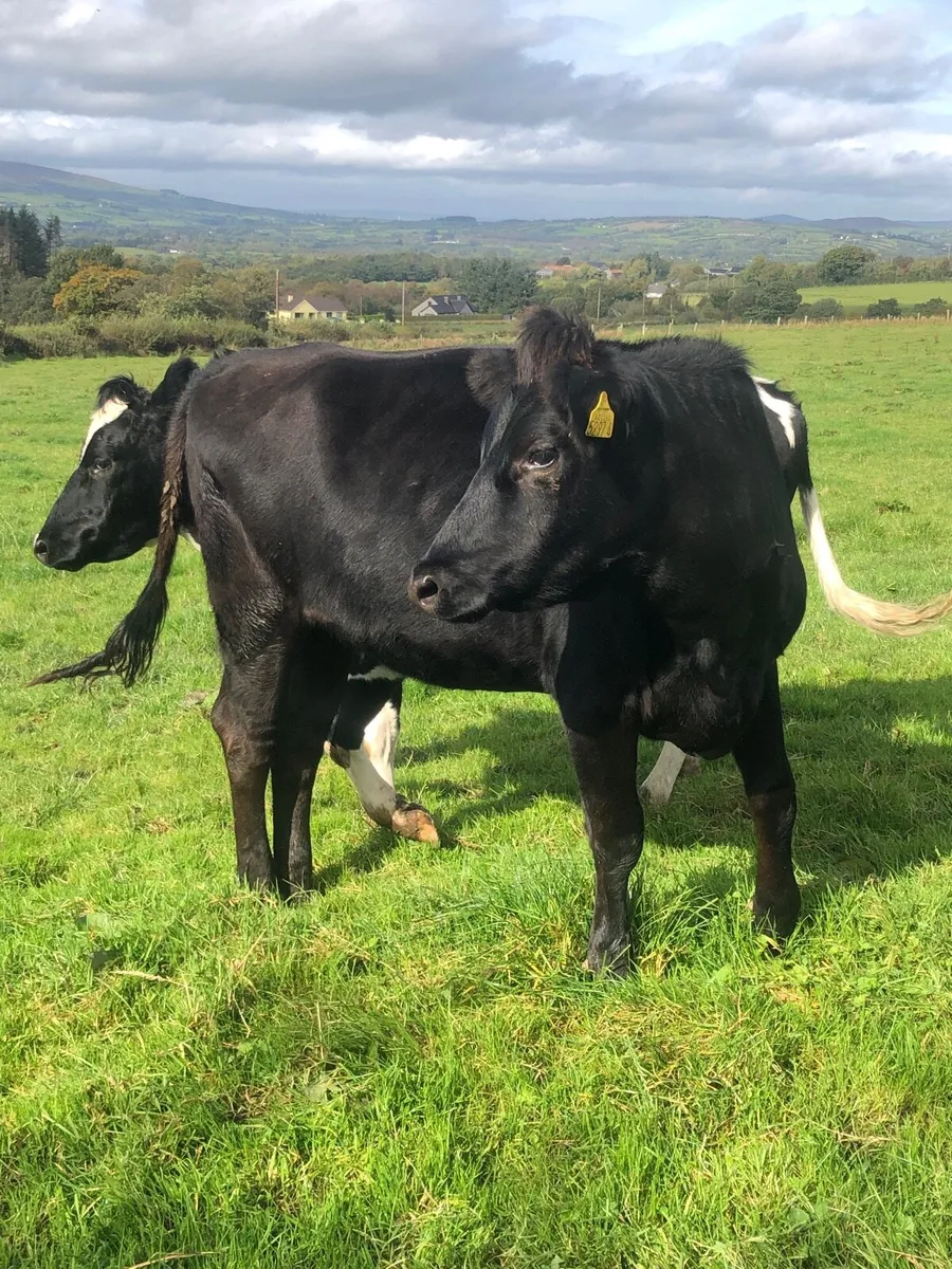 Crossbred heifers - Image 2