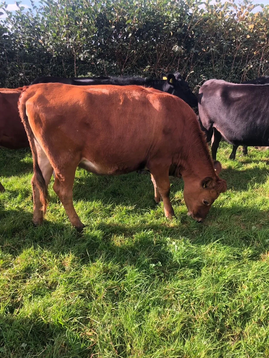 Crossbred heifers - Image 3