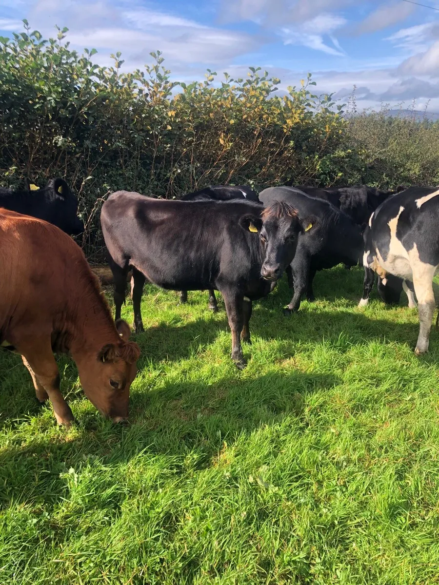 Crossbred heifers - Image 4