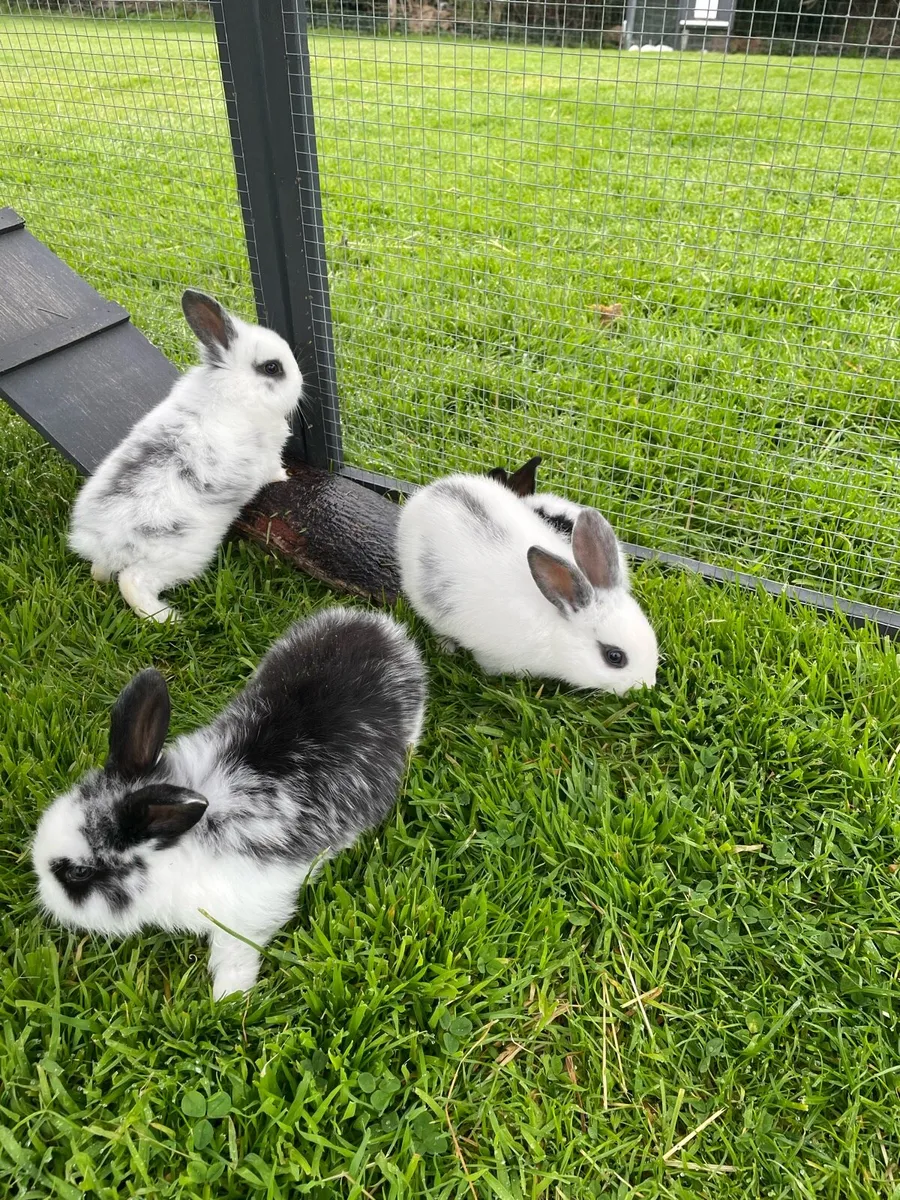 Rabbits - Image 3
