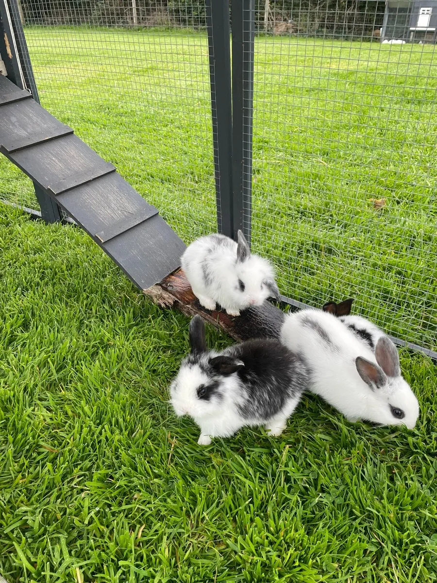 Rabbits - Image 4