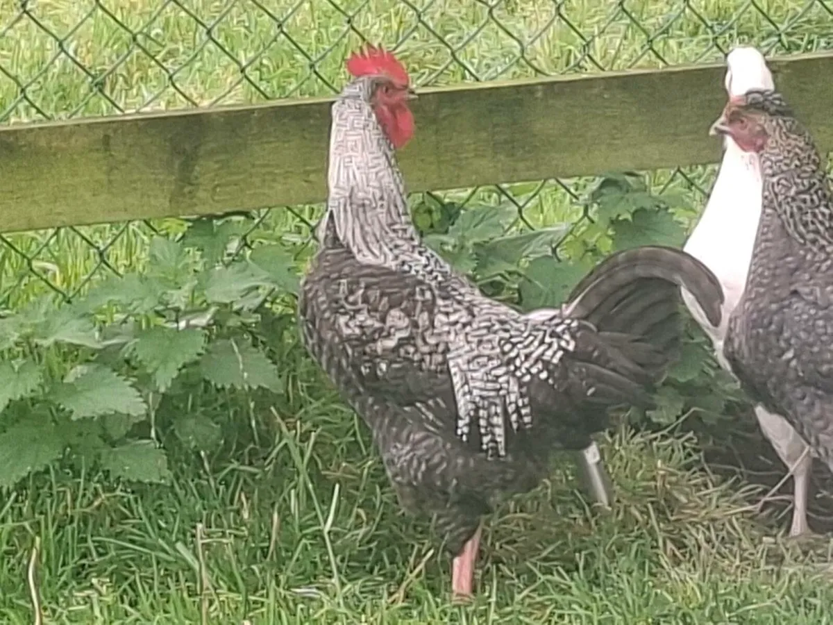 Rooster - Image 4