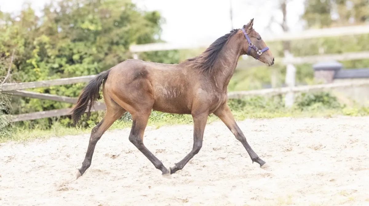 Filly - Image 1