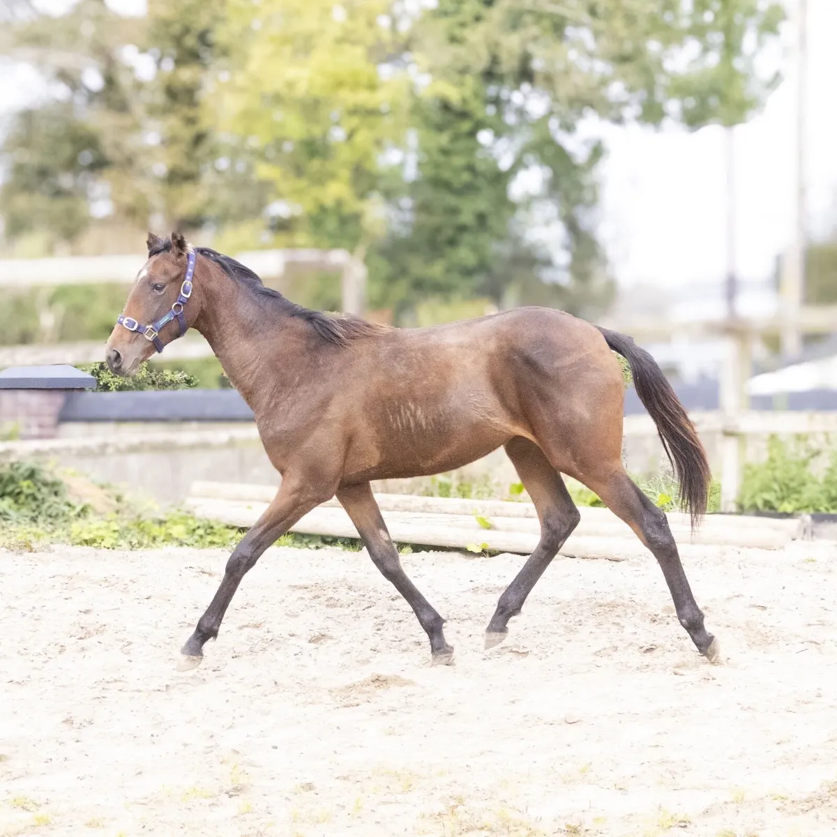 Filly - Image 2