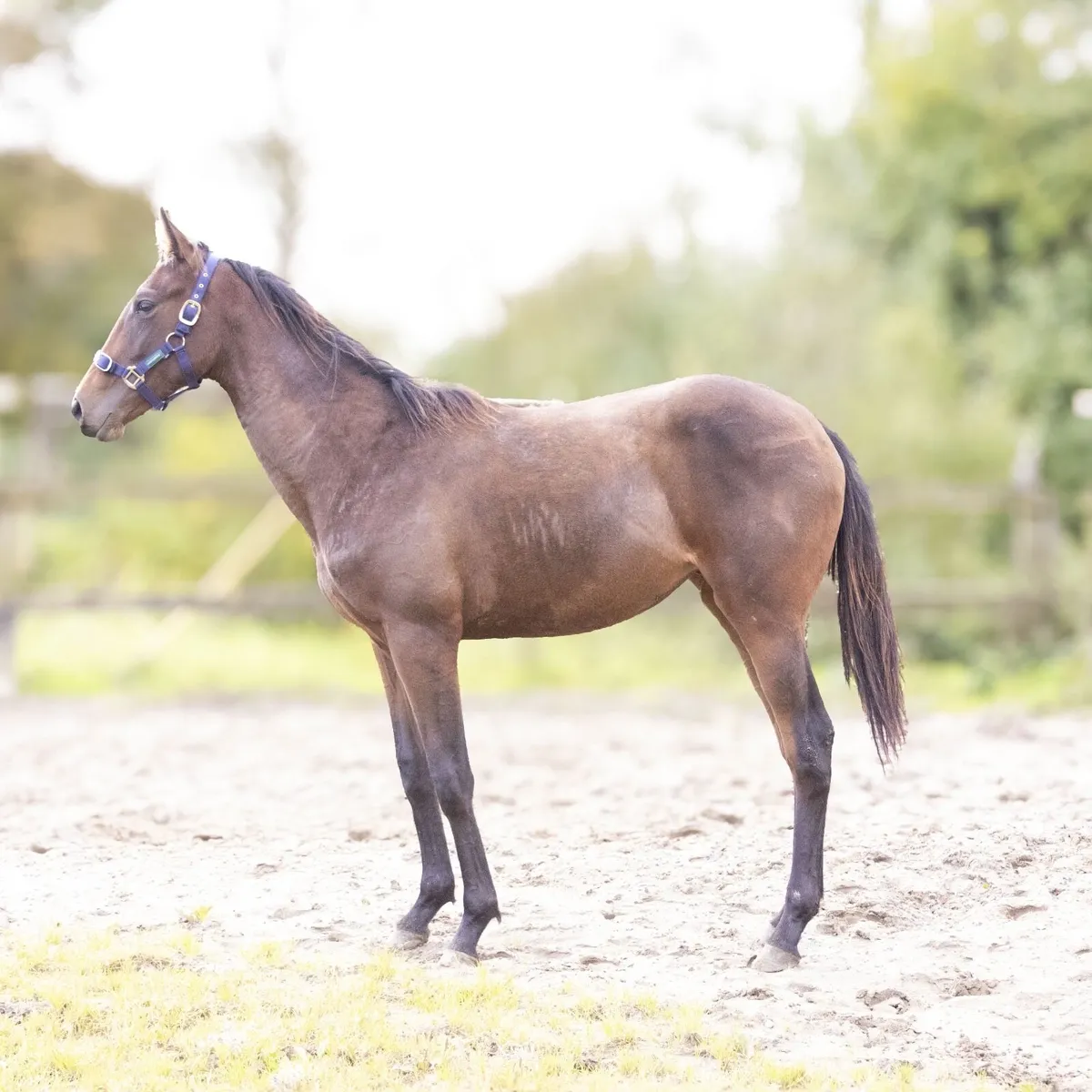 Filly - Image 3