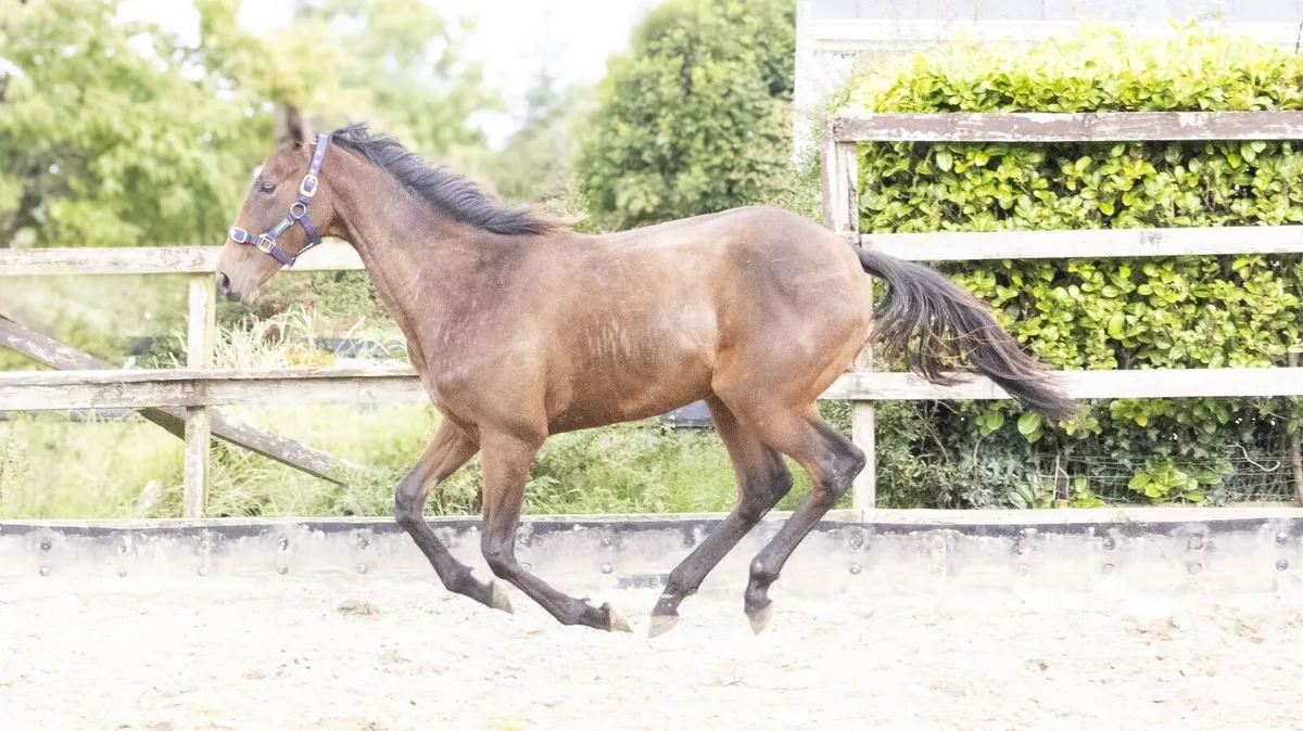 Filly - Image 4
