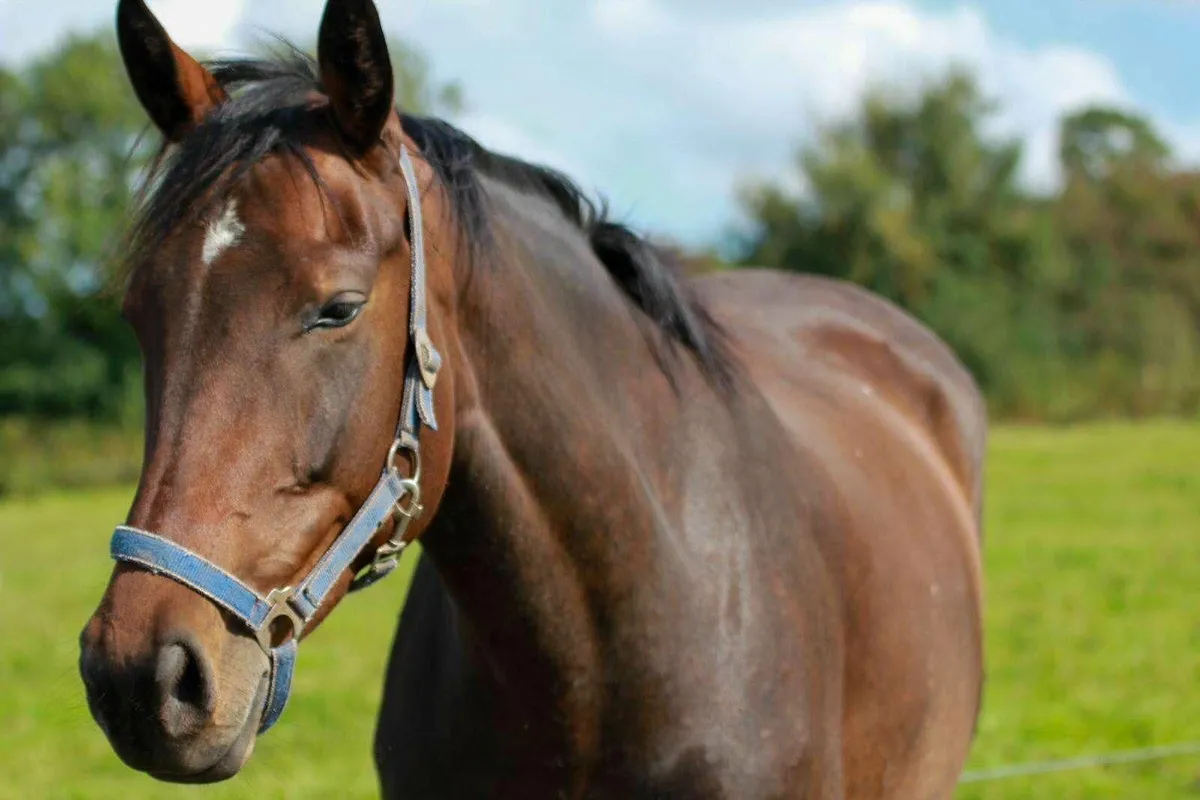 Horse - Image 3