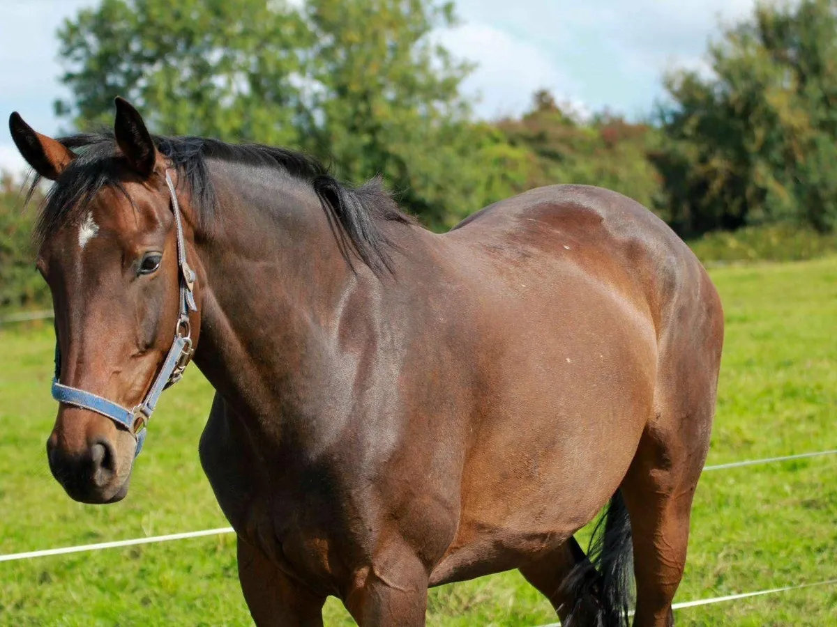 Horse - Image 4