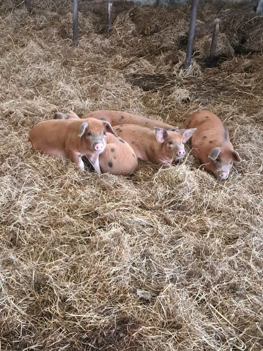 Selection of piglets,guilts,and breeding boars - Image 1