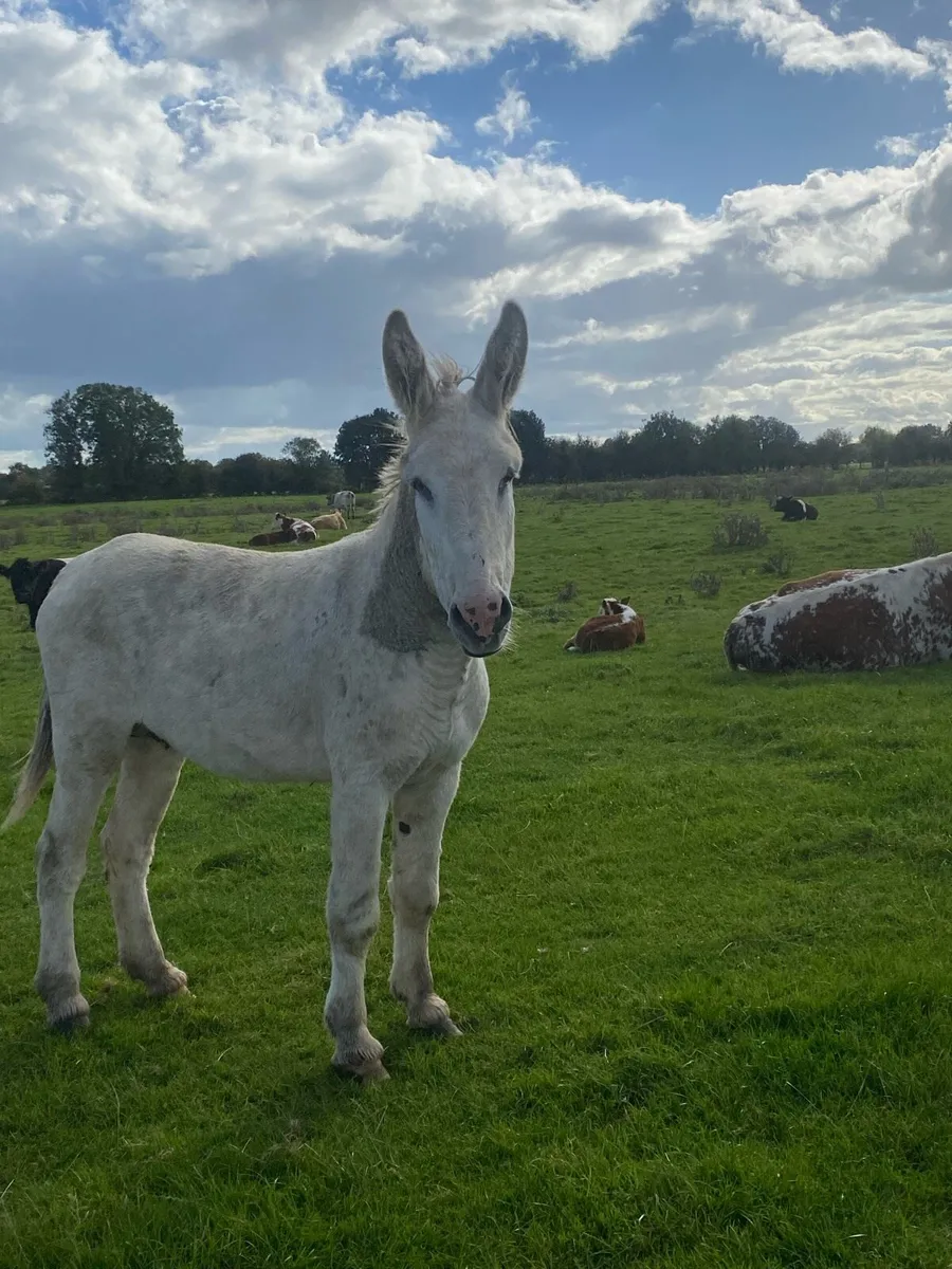 Donkey - Image 1