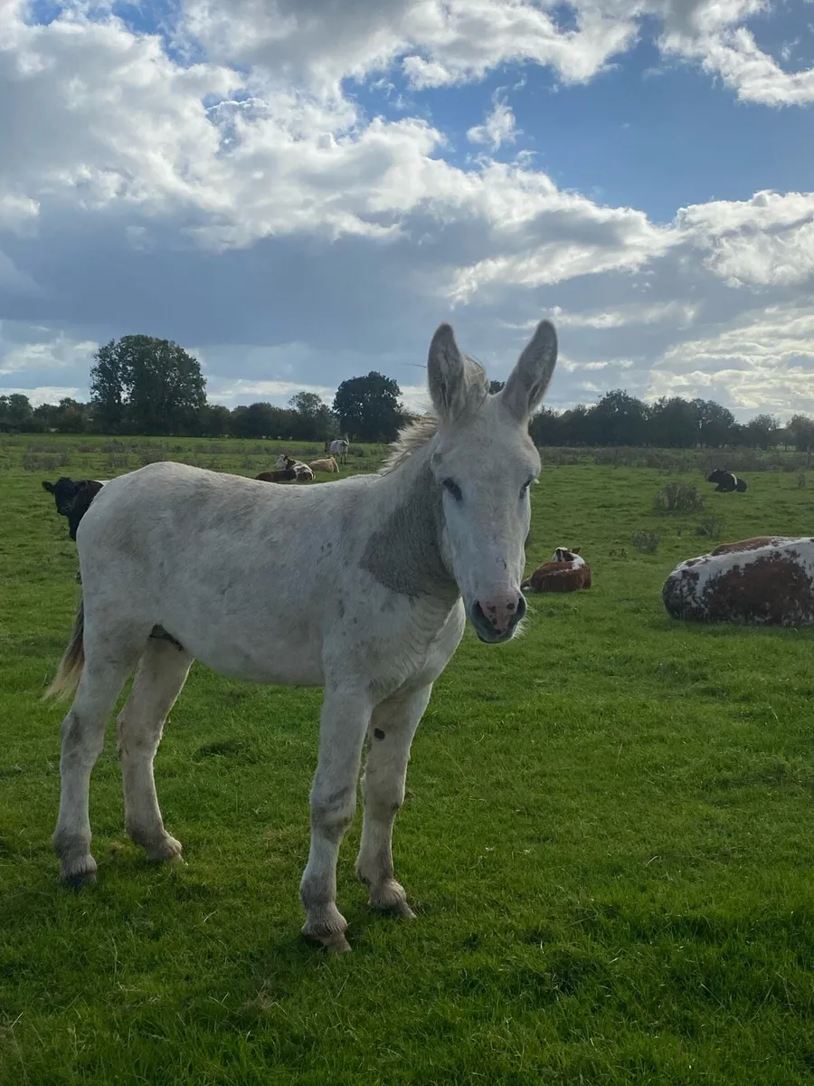 Donkey - Image 2