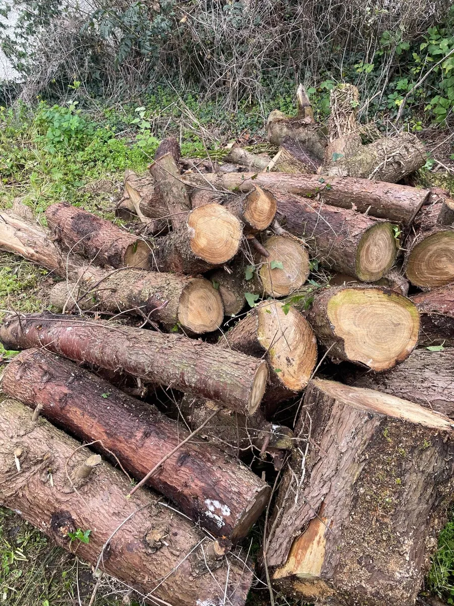Firewood - Image 1