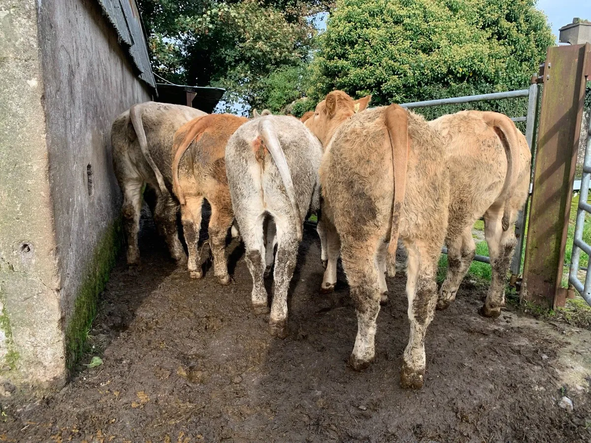 8 super 380kg u grade heifers - Image 2