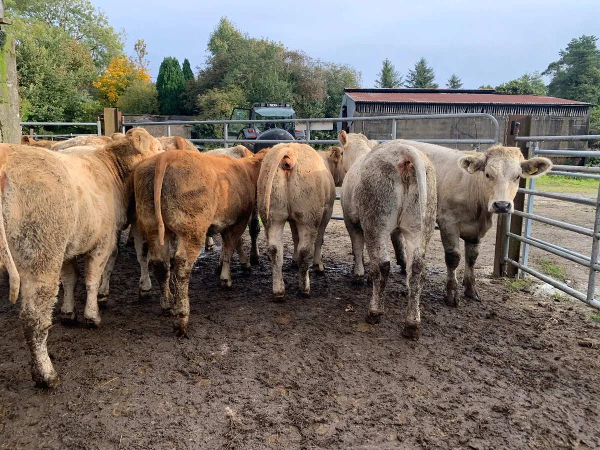 8 super 380kg u grade heifers - Image 3