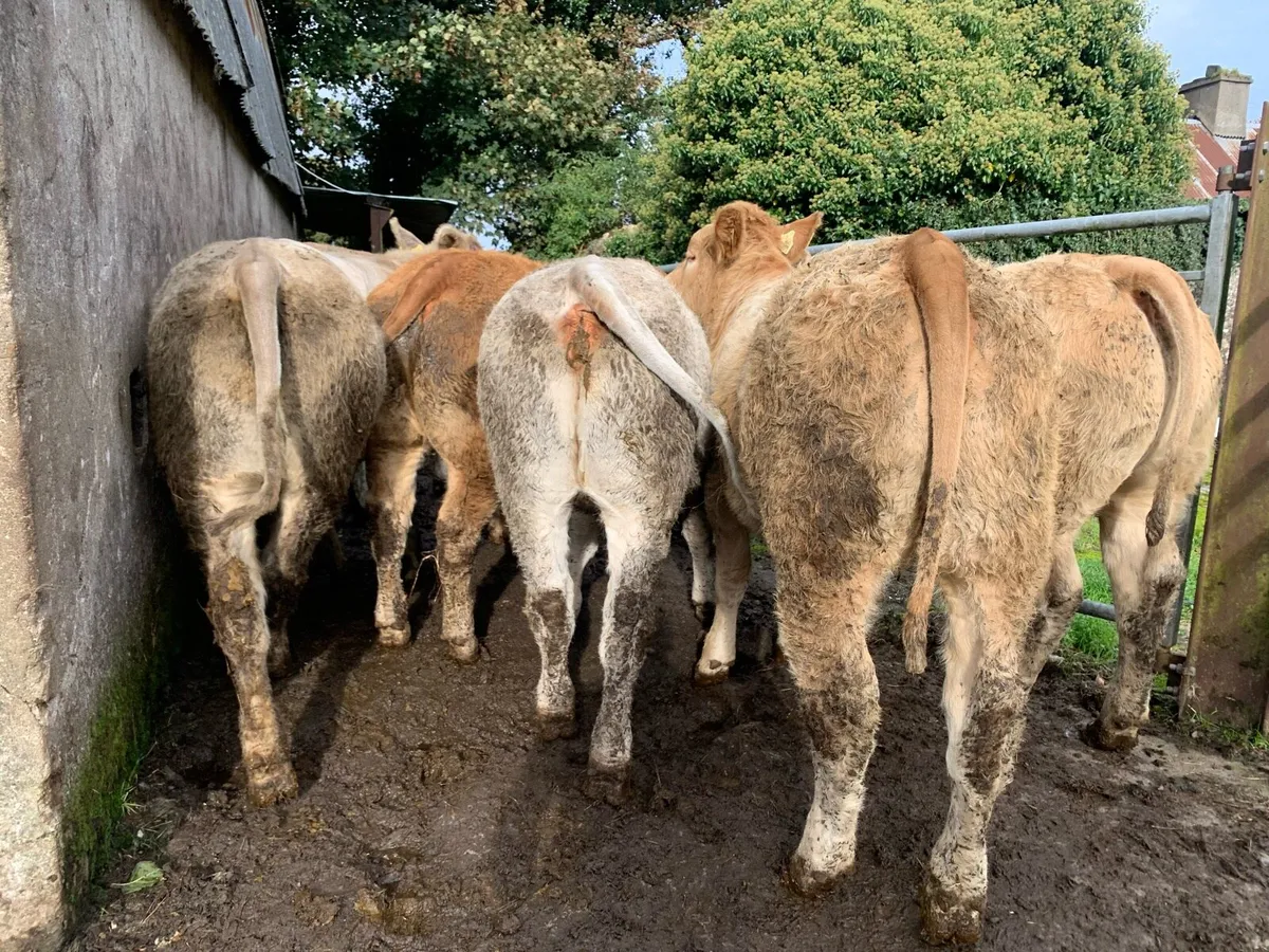 8 super 380kg u grade heifers - Image 4