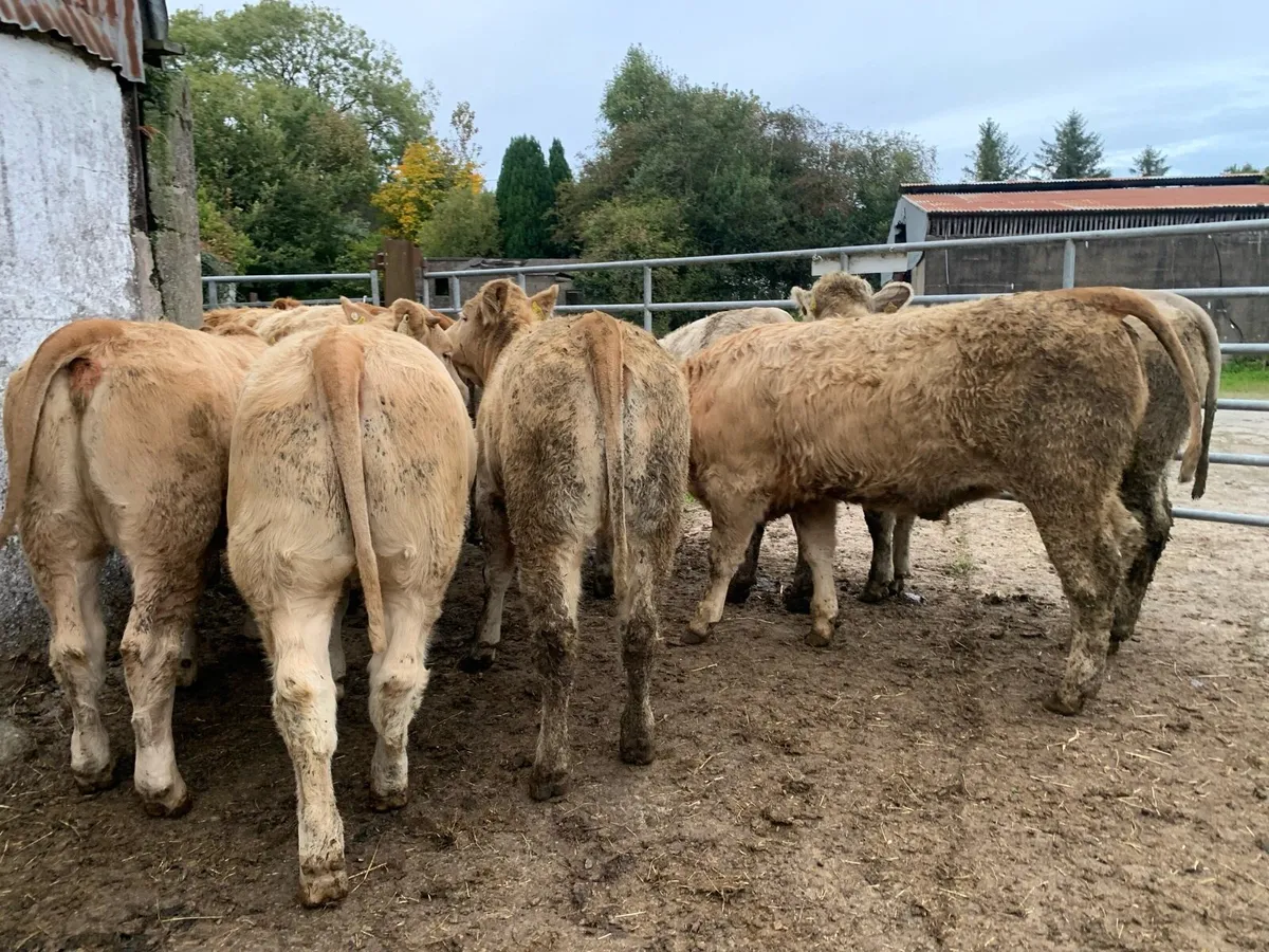 8 super 380kg u grade heifers - Image 1