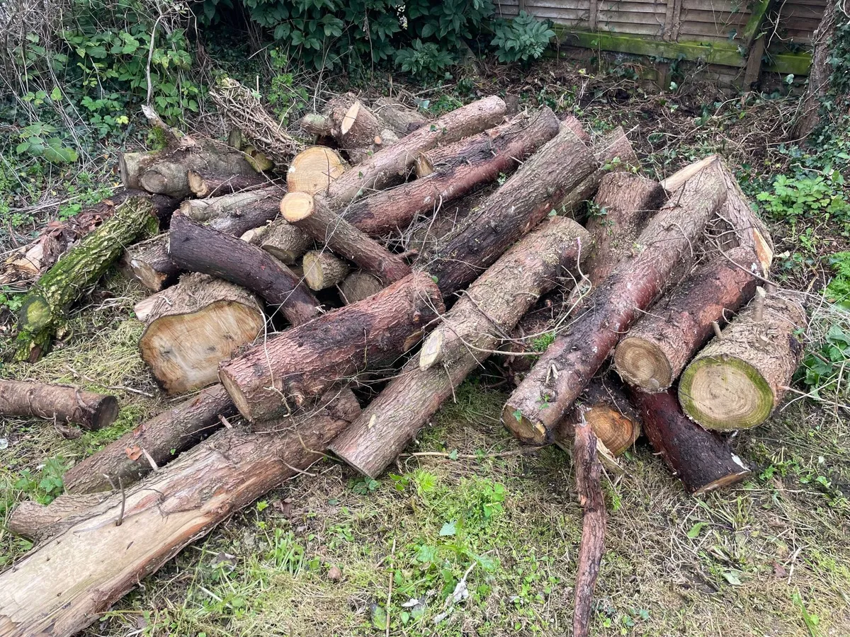 Firewood - Image 2