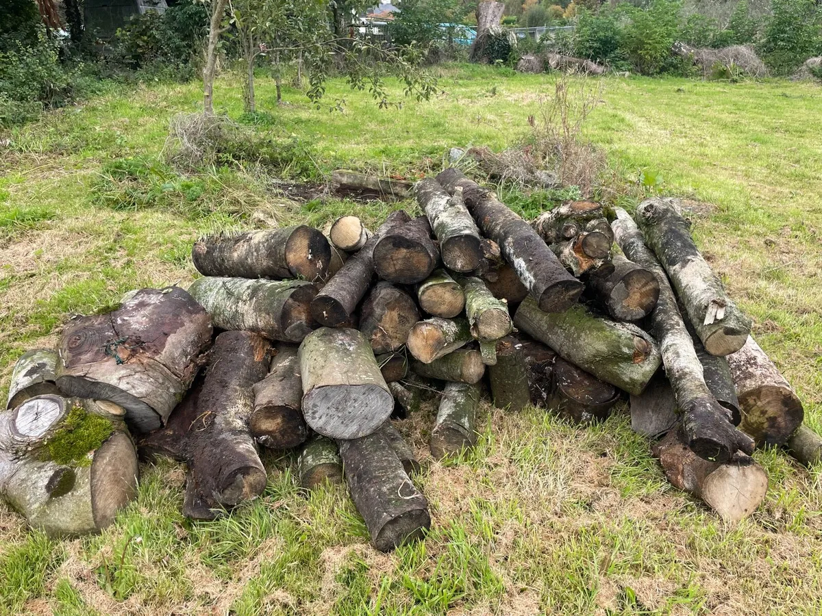 Firewood - Image 3