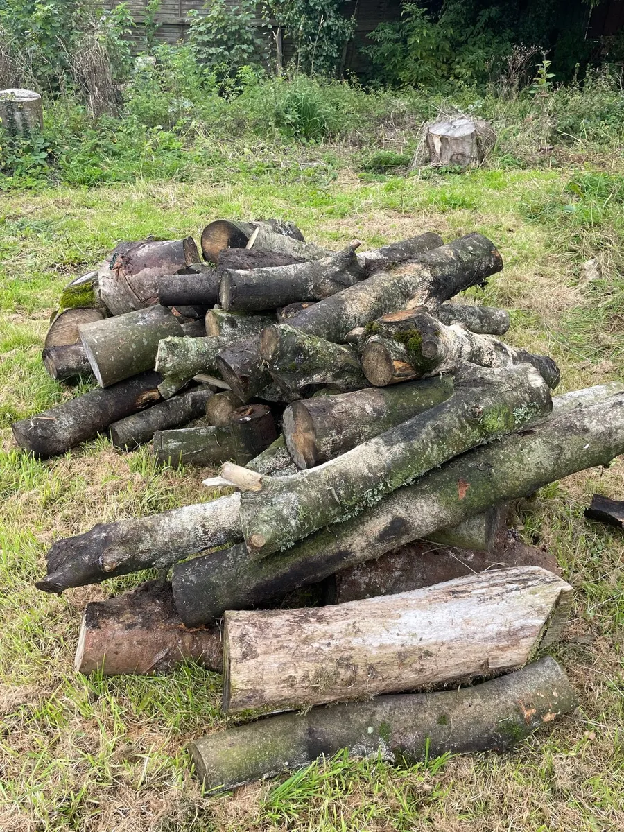 Firewood - Image 4