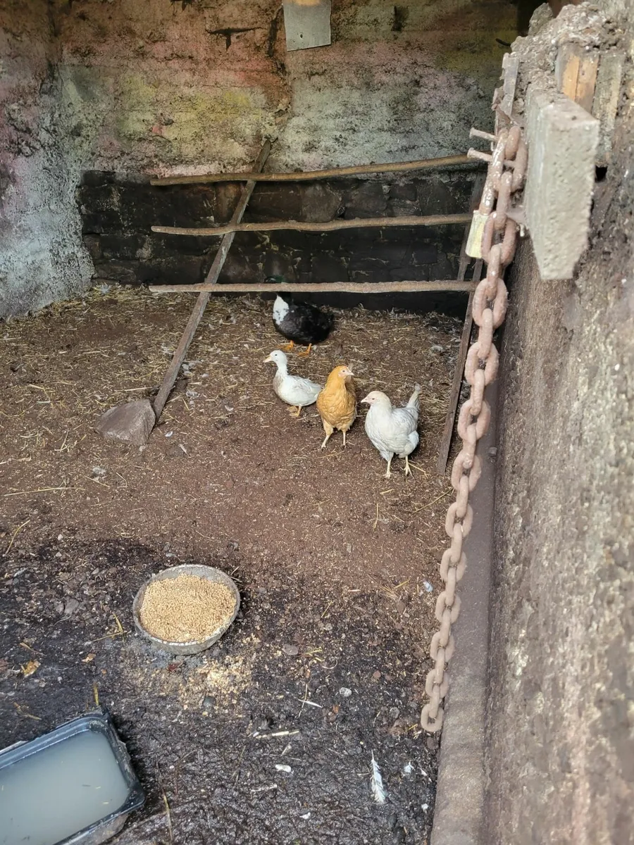 Hens - Image 1