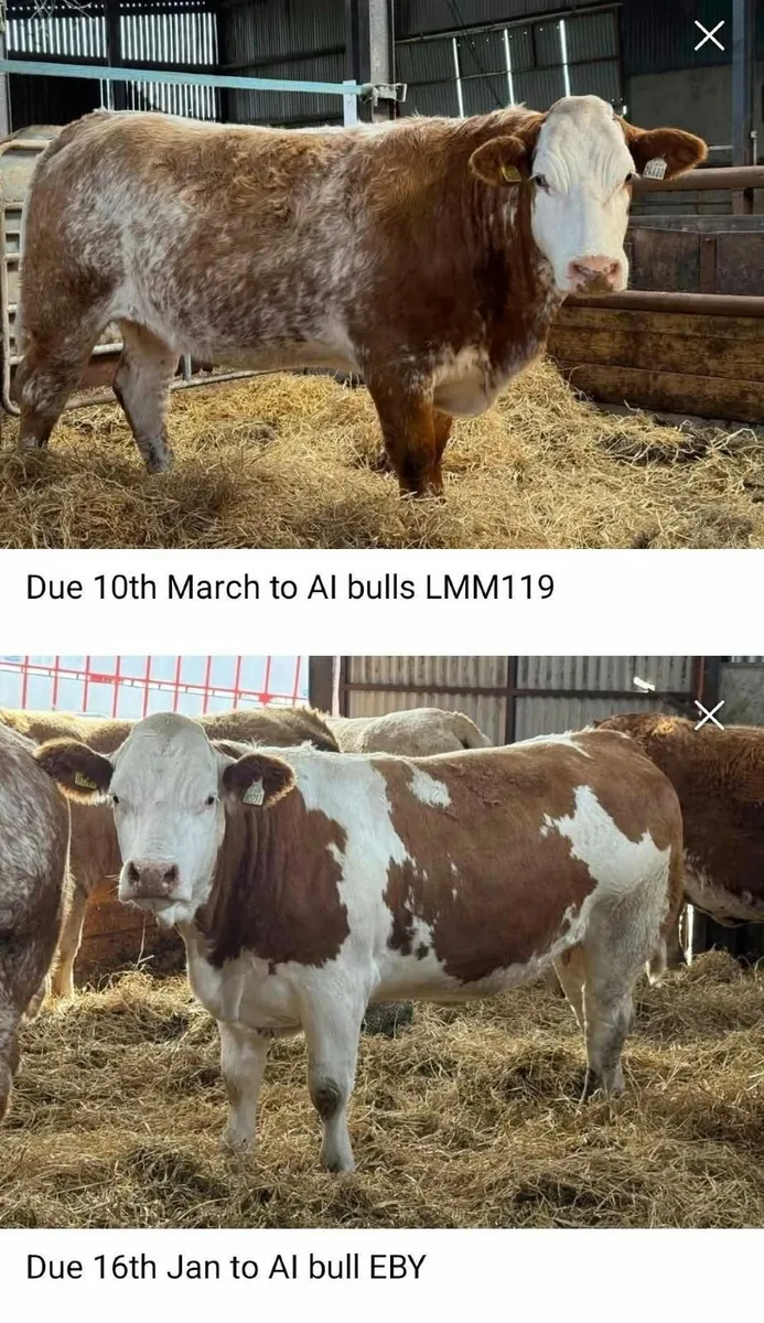 Incalf heifers  Stranorlar Mart - Image 2