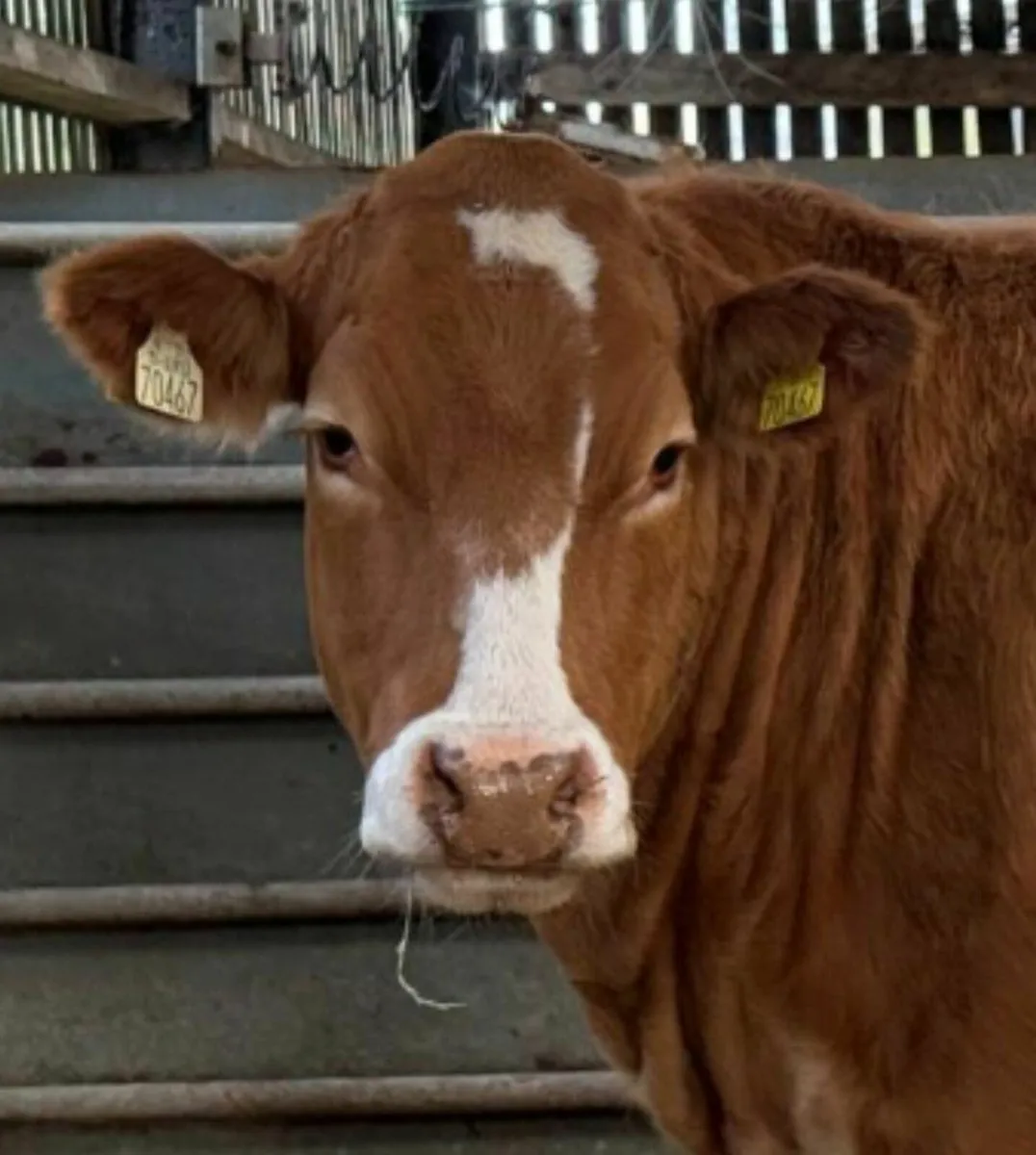 Incalf heifers  Stranorlar Mart - Image 1