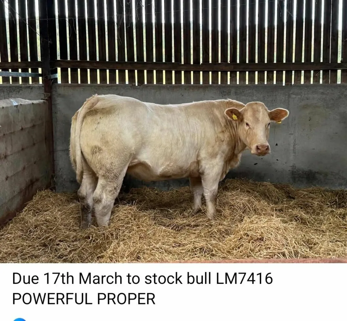 Incalf heifers  Stranorlar Mart - Image 3