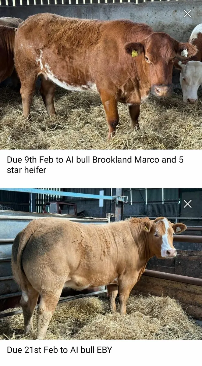 Incalf heifers  Stranorlar Mart - Image 4