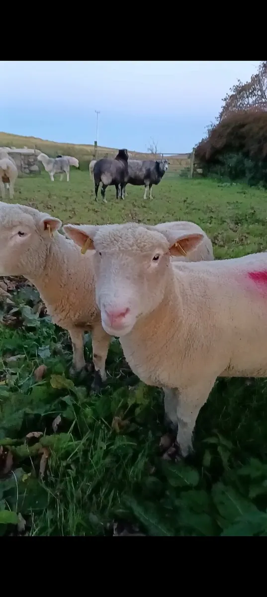 Dorset ewes, lambs and rams - Image 2