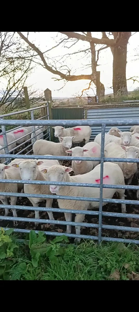 Dorset ewes, lambs and rams - Image 1