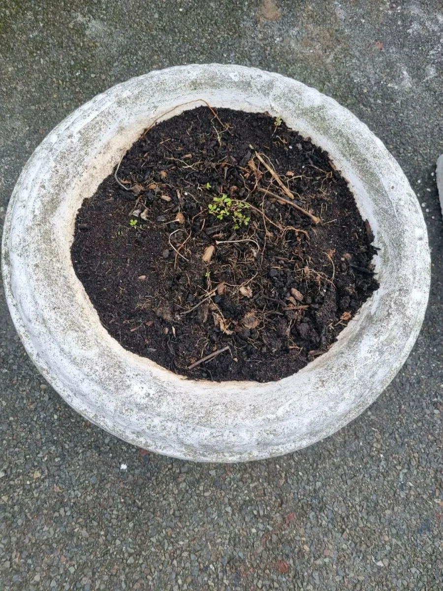 Large pair of old flower pots - Image 3
