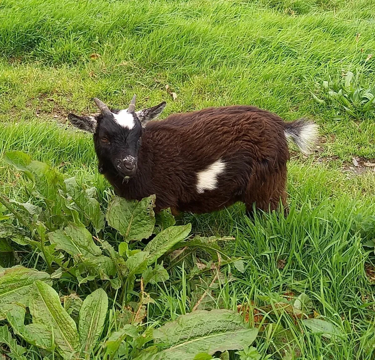 Pygmy Goat Kids - Image 2