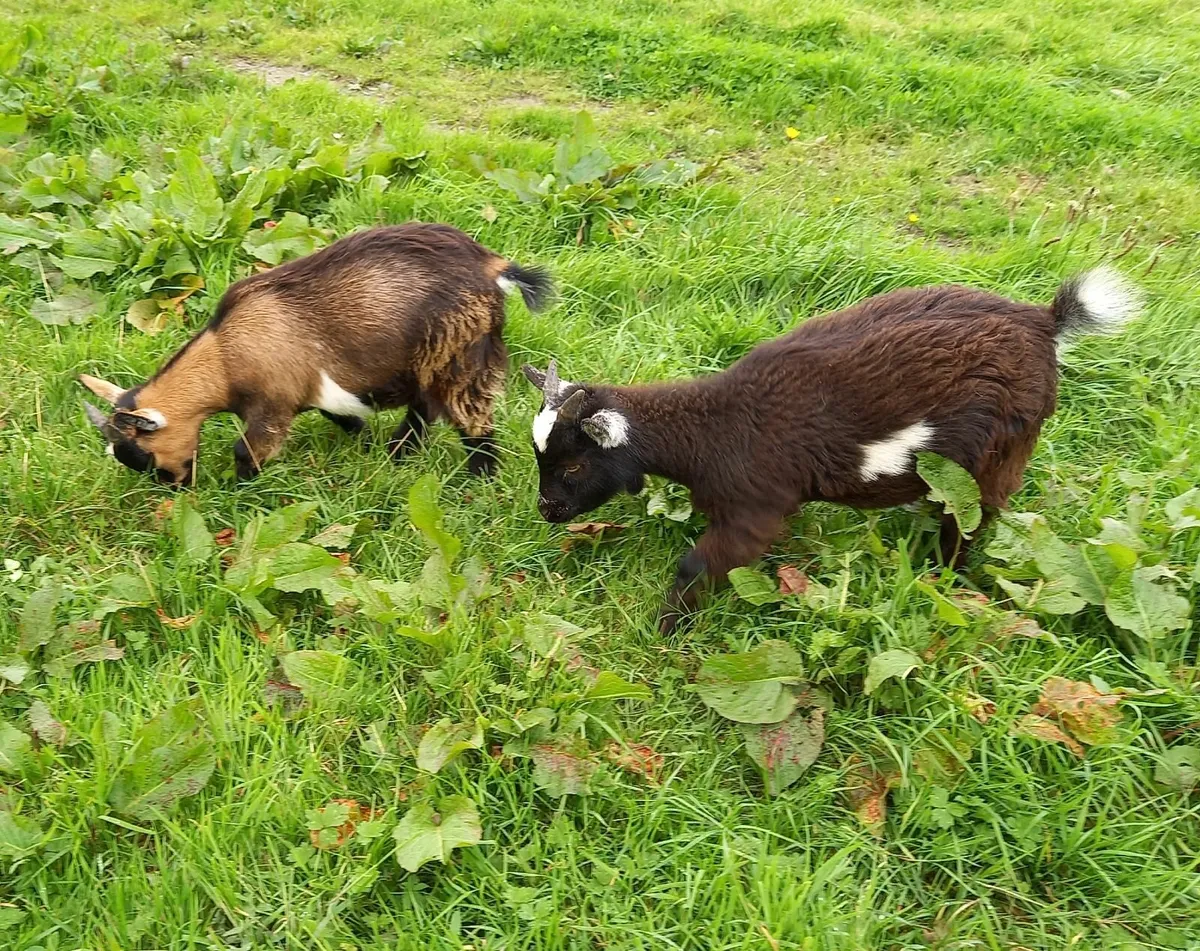 Pygmy Goat Kids - Image 1