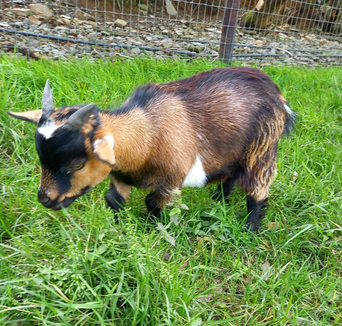 Pygmy Goat Kids - Image 3